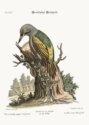 The Grey-Headed Green Woodpecker, 1749-73